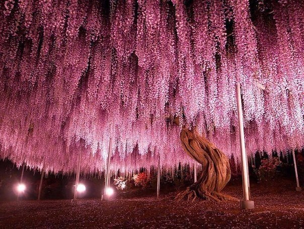 150-летнее дерево глицинии, Япония